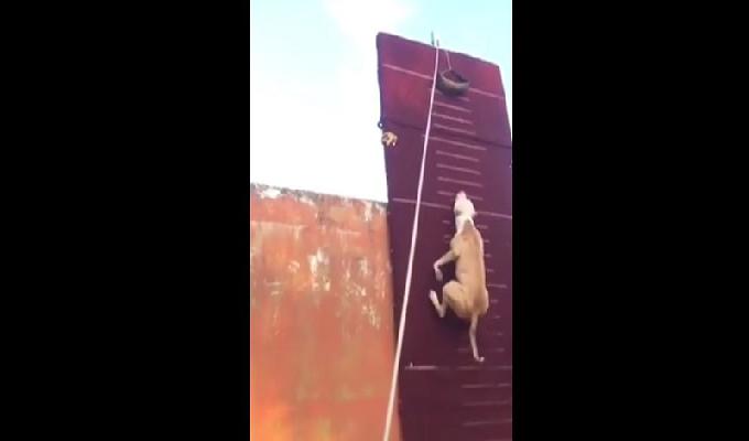 Record du monde de saut en hauteur pour ce pittbull