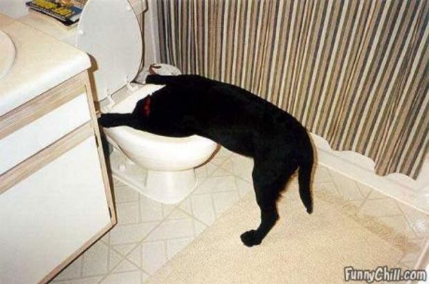 Le chien le plus feignant du monde est ici !!