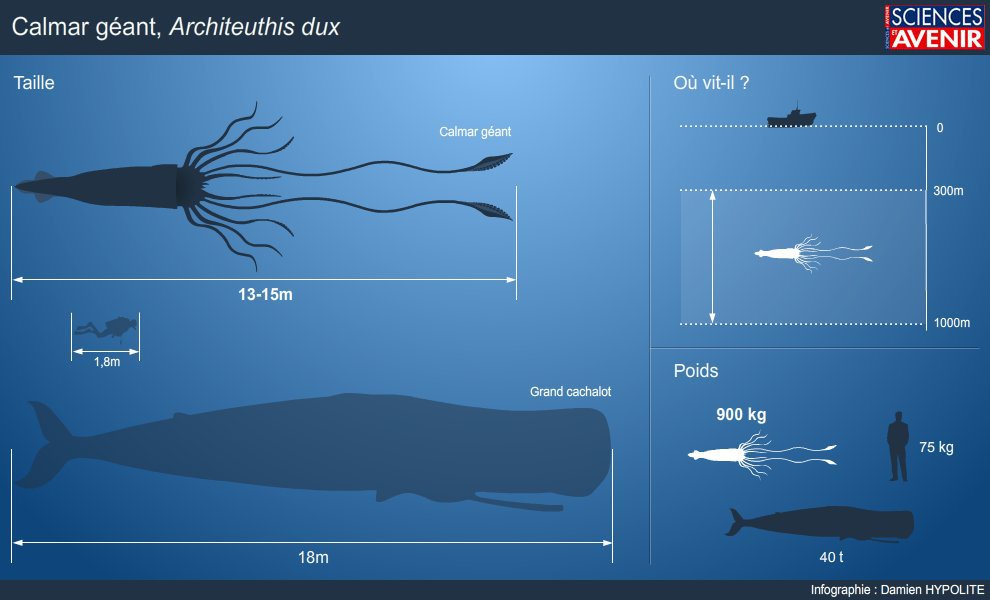 Un Calmar géant capturé par des pêcheurs russes