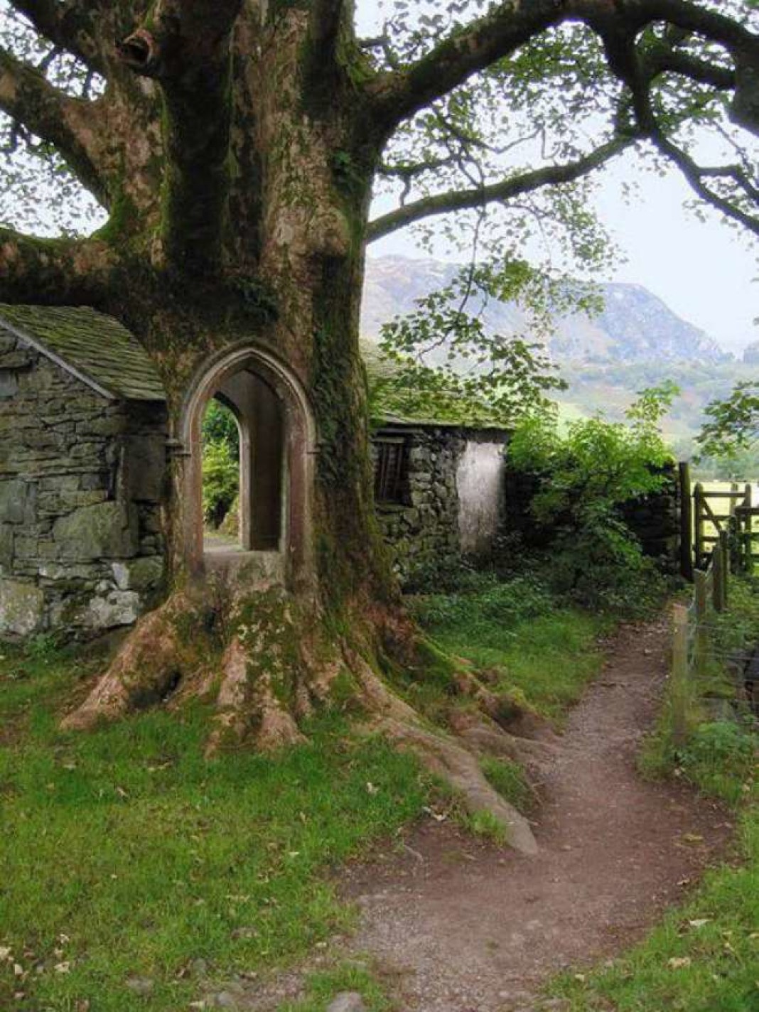 Ирландия леса домик