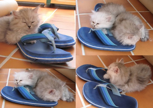 Un chat en mode « J’aime les tongs »