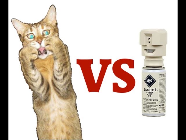 Compilation de chats qui n’aiment pas les sprays
