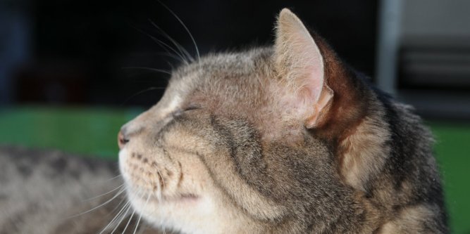 Les chats sont peureux et nous en avons la preuve en vidéo !!