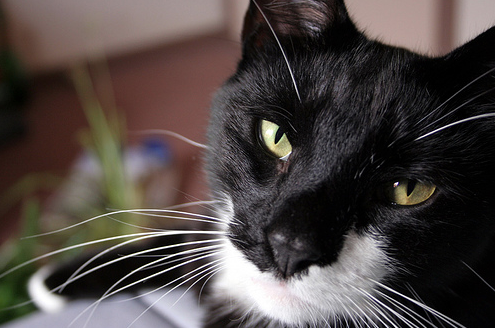 Le dicton du jour, avoir les pattes dans le plat…