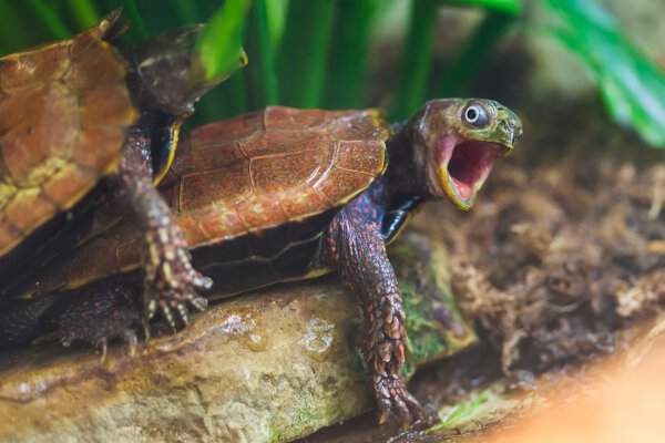 Un chien tortue, ça existe !!