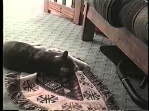 Un chiot voleur mais surtout malin et vicieux !!