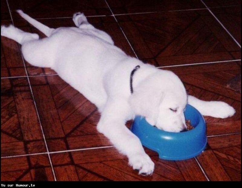 La définition d’une vie de chien…