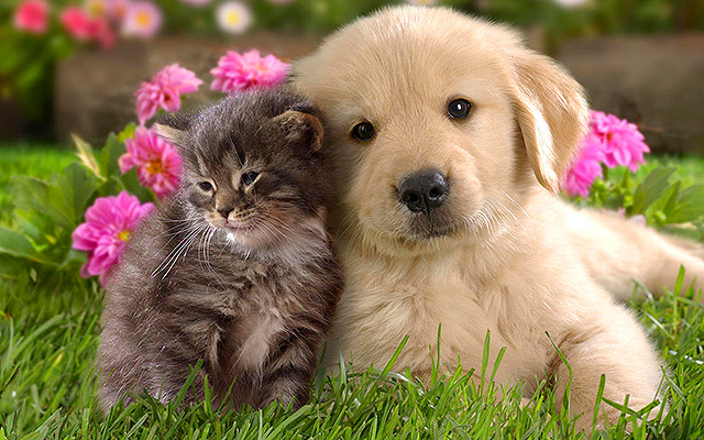 Chiens Vs chats, les confrontations sont parfois terribles…