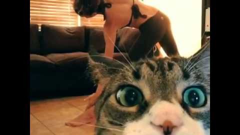 Un chat se tape l’incruste pendant une séance de yoga…