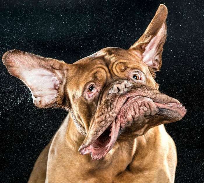Un chien complètement défoncé après avoir avalé du cannabis…