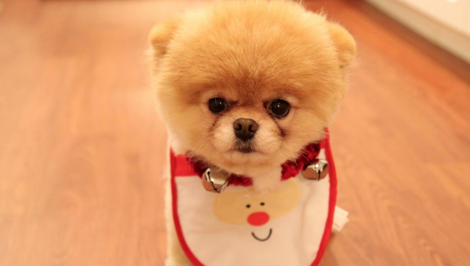 Compilation « So Cute » de mignons petits chiots
