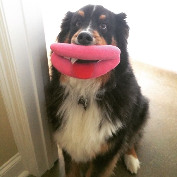 Les chiens sont formidables, la preuve avec cette compilation !!