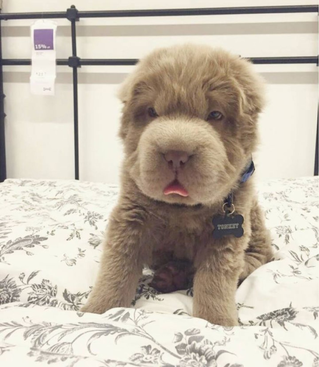 Собачка чау чау. Порода чау чау. Китайский чау чау. Порода чао чао. Чау чау альбинос.