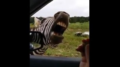 Le zèbre qui chante pour quelques cacahuètes