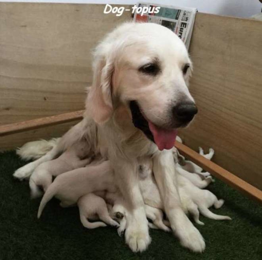 Собаки делают на суше. Зарядка с собакой. Собаки делают на суше. Собака с роллами. Бездомные собаки до и после.