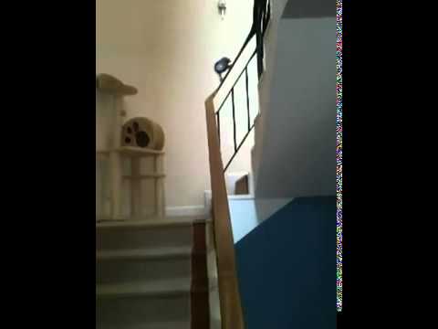Un perroquet glisse sur une rampe d’escalier