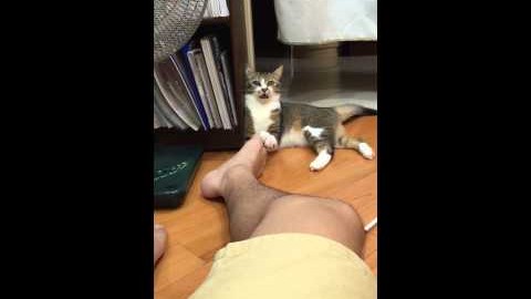 L’attaque du pied qui pue sur un chat…