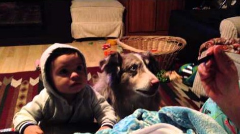 Un chien prêt a tout pour piquer une fourchette de nourriture…