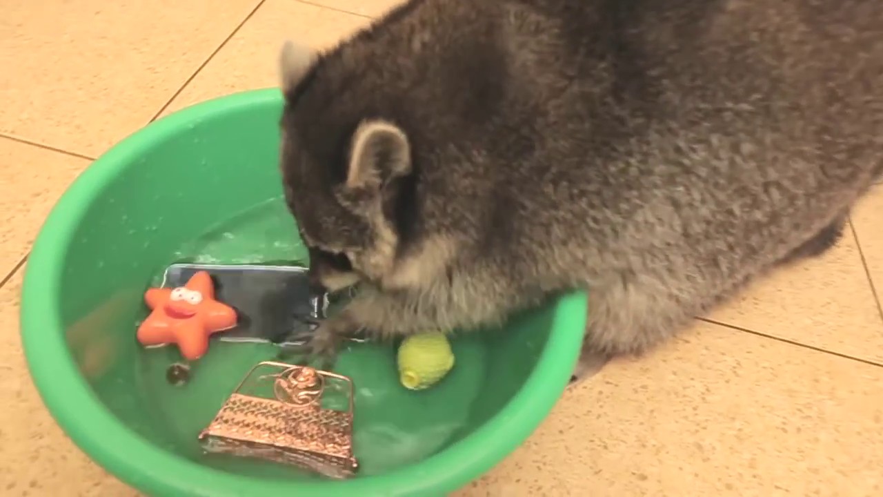 Un raton laveur vraiment trop propre…