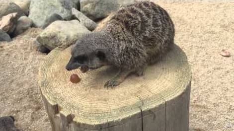 Un suricate un peu trop égoïste…