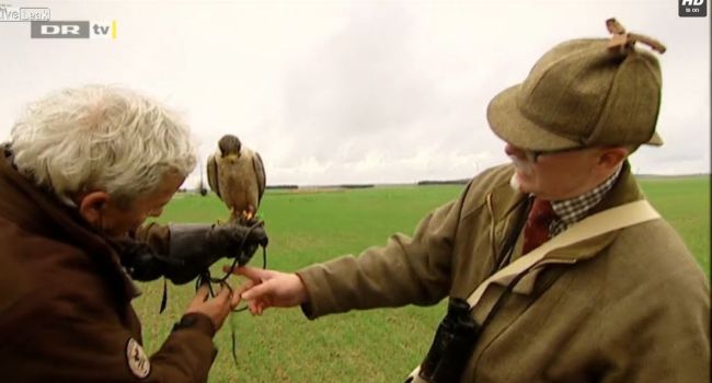 La bonne idée de la journée, lâcher son faucon au bord d&rsquo;une nationale…