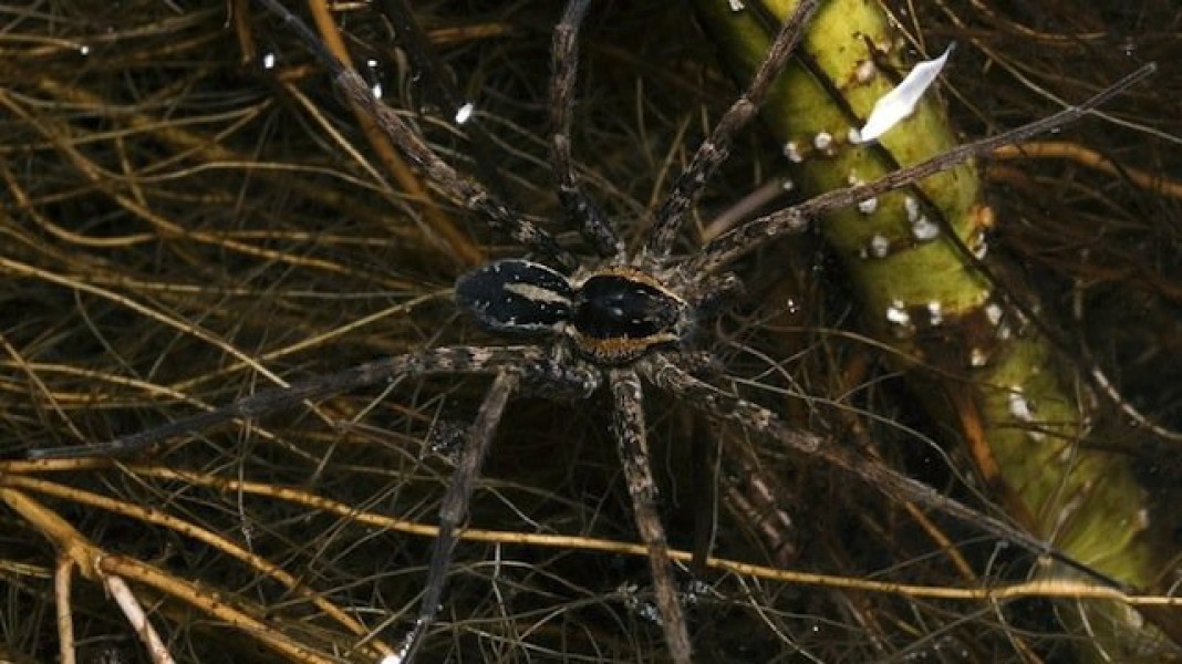 Spider island. Паучий остров Айтолико. Остров Айтолико с пауками. Водяной паук большой. Огромный Водный паук.