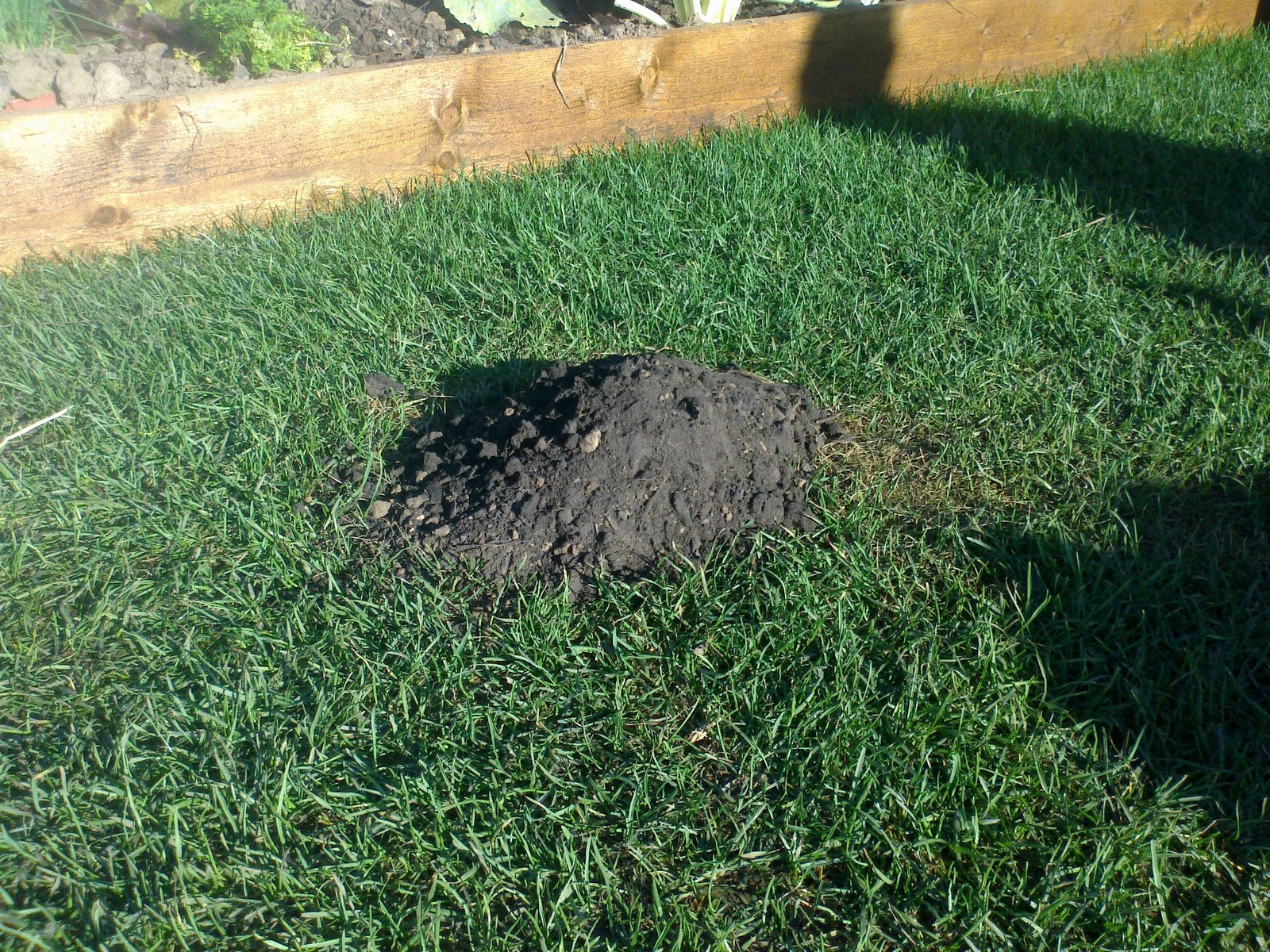 Ce mec est trop fort, il attrape une taupe à main nue…