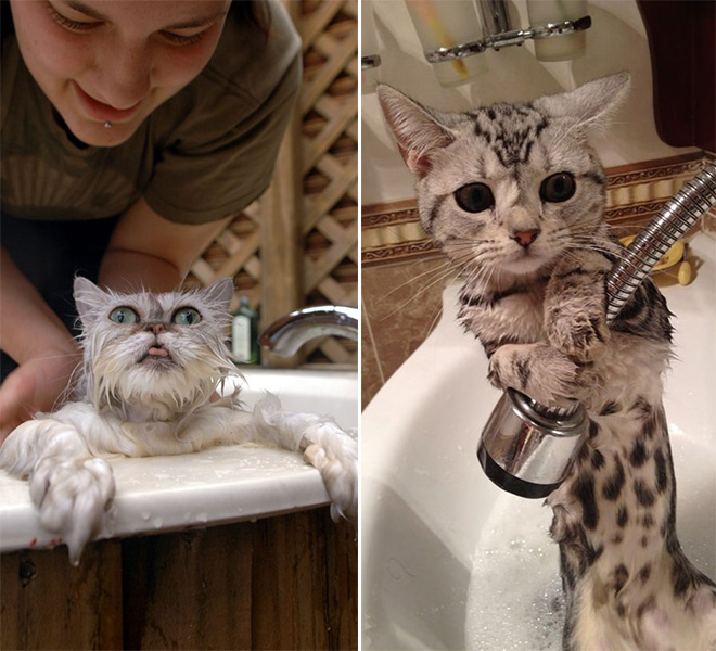 Une très mauvaise blague pour ce chat…