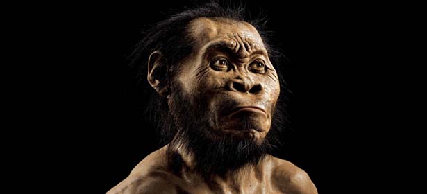 Une nouvelle espèce d’humain découverte « Homo Naledi »