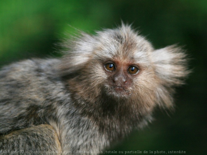 Petit bain pour un mini bébé ouistiti de deux mois