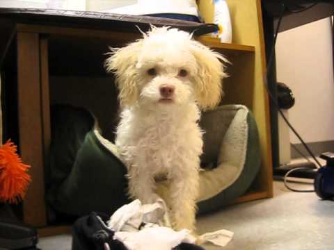 Un chiot décide de supprimer un témoin, suite à une grosse bêtise…