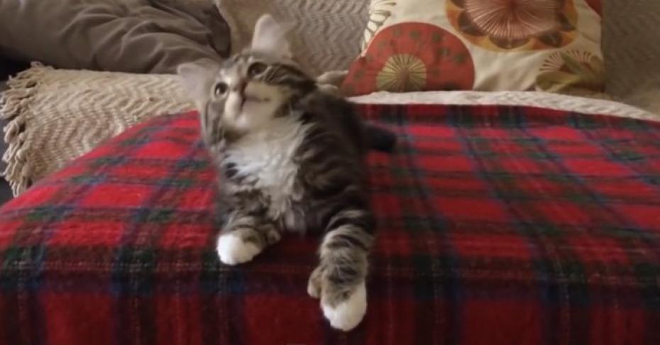 Uptown Funk, fait même danser les chatons !!!
