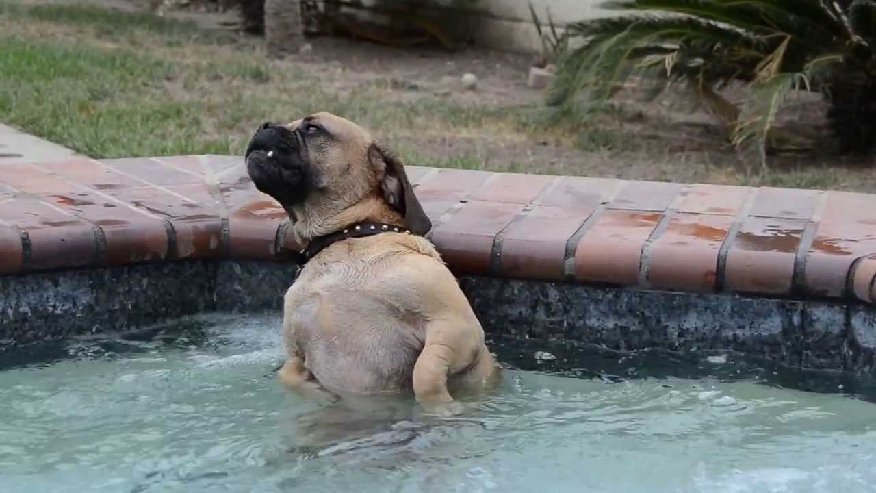 Un chien prend son pied dans un jacuzzi