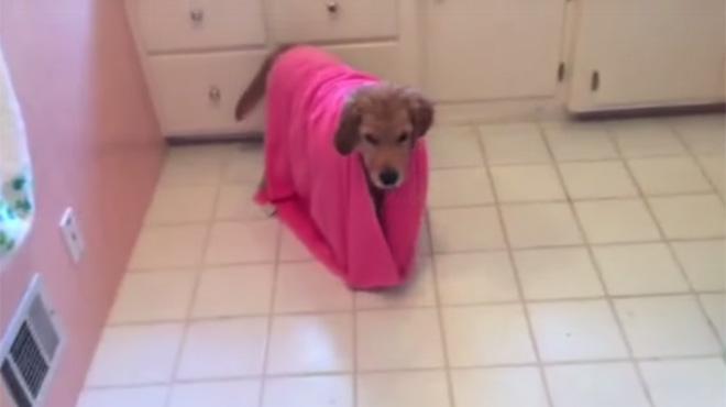 Quelques secondes de douceur avec un jeune golden retriever qui prend son bain