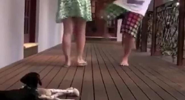 Un chiot protège sa maîtresse avec beaucoup de courage…