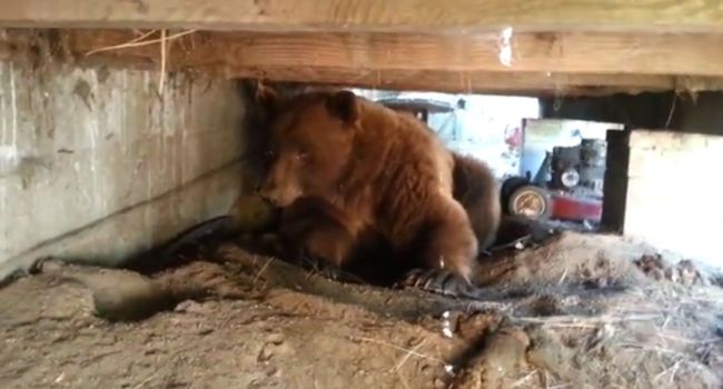 Coucou c&rsquo;est moi, l&rsquo;ours brun sous ta terrasse !!