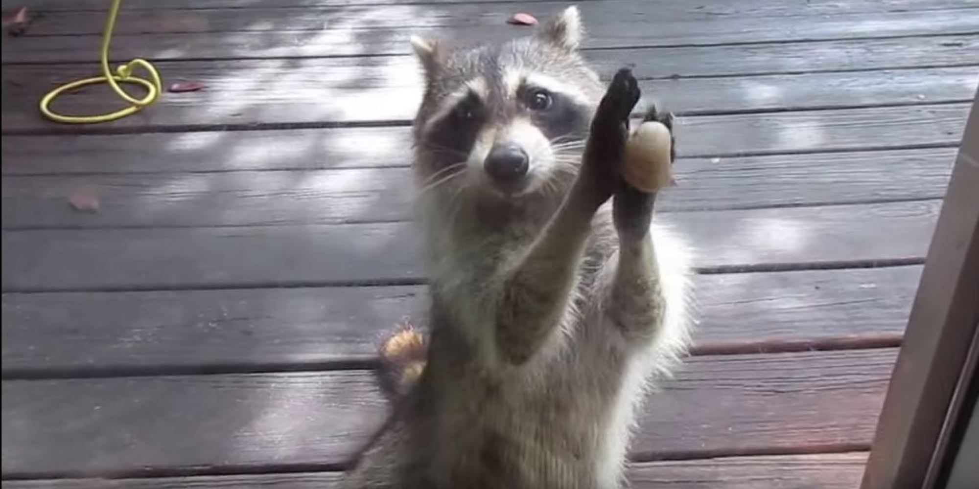 Un raton laveur frappe à la porte avec un caillou…