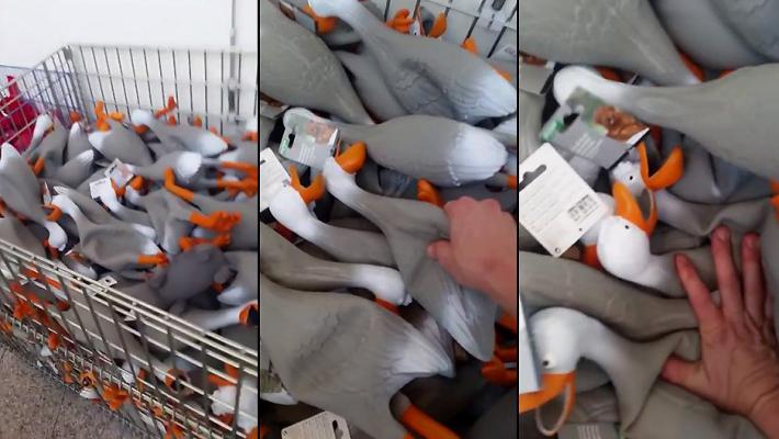 Le buzz de la rentrée !! Une armée de canards en plastique…