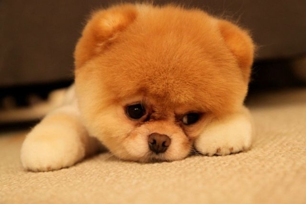 Un chien demande pardon
