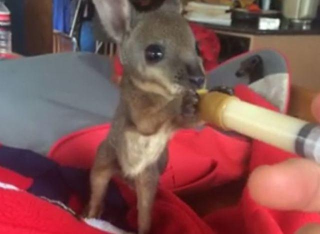 So Cuteeeeeee !! Nourrir un petit bébé wallaby…