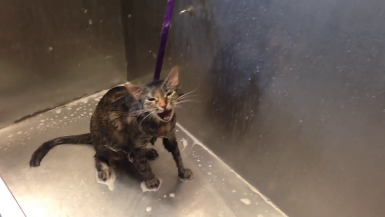 Un chat dit « No more » lors de son bain…