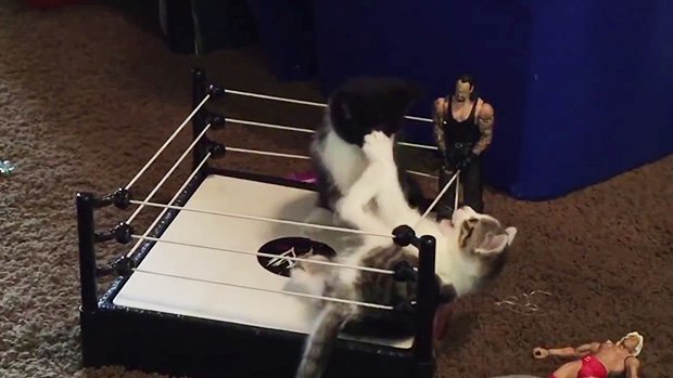 Deux chatons dans un mini ring