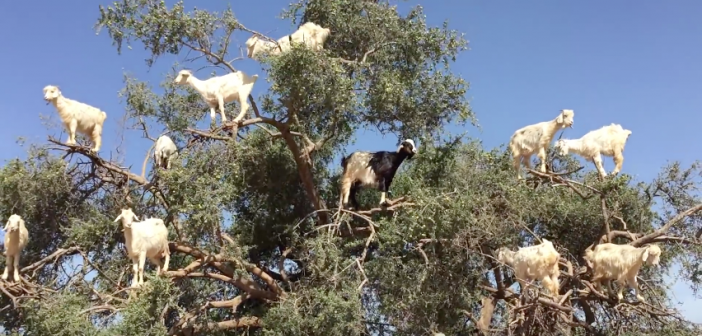 Un arbre à chèvres c&rsquo;est-un chèvrier…