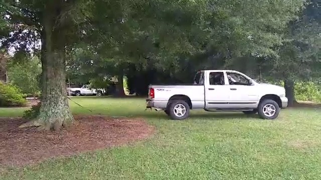 Régis tente de déraciner un gros arbre avec un pick-up