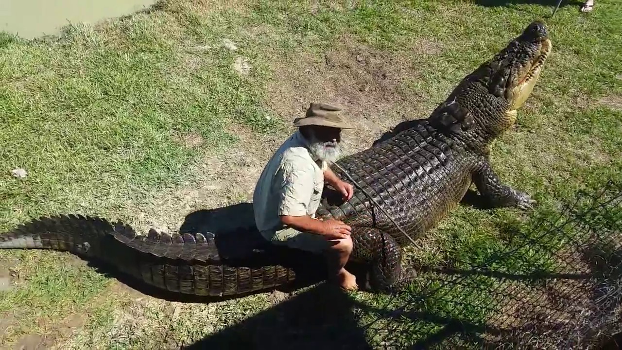 Chevaucher un alligator, c’est possible mais dangereux !!