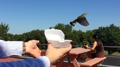 TRÈS TRÈS GROS FAIL : Un homme relâche un petit oiseau…