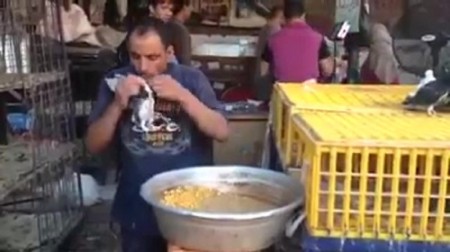 Une méthode bien curieuse pour nourrir des pigeons…