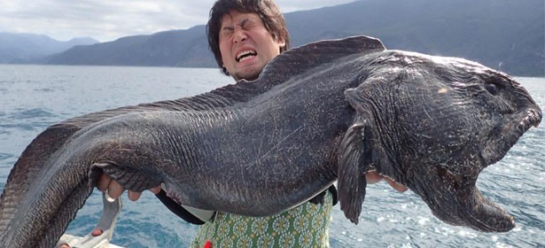 Canular ou réalité ? Le poisson mutant de Fukushima…