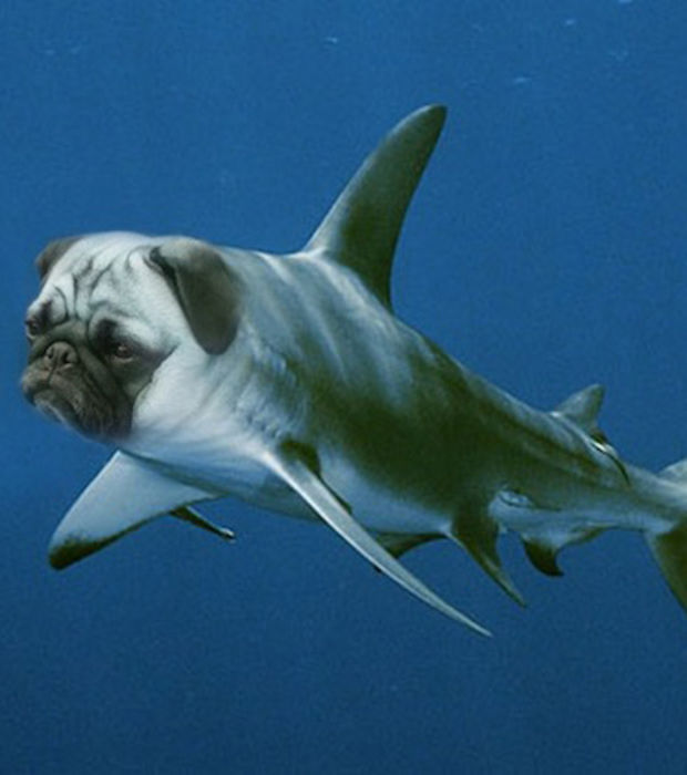 L’attaque d’un chien-requin