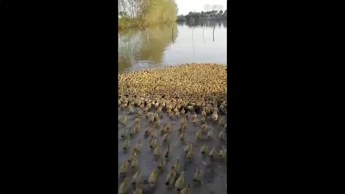 Le premier bain de 5000 canetons…